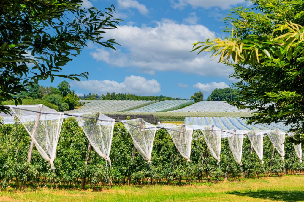 Pomjoy cidre boissons