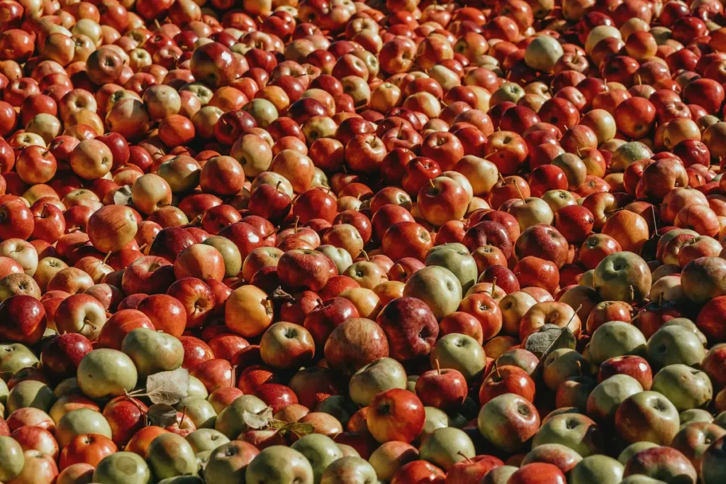 Des pommes utilisées pour la production de cidre