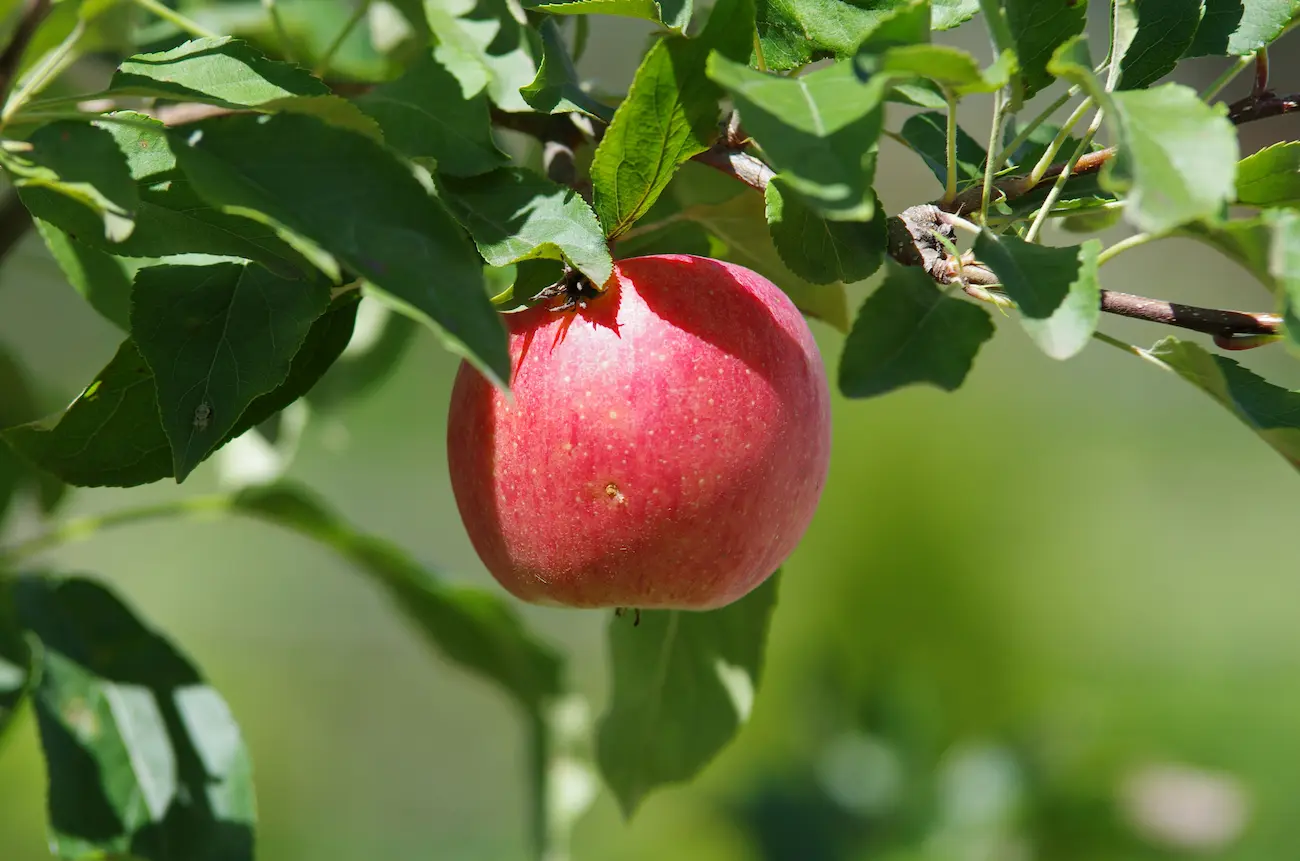Origine du cidre : histoire et régions d&rsquo;une boisson culte