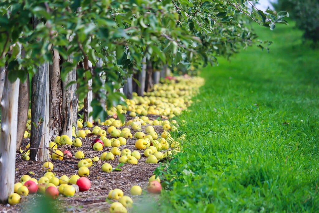 pomjoy jus de pommes