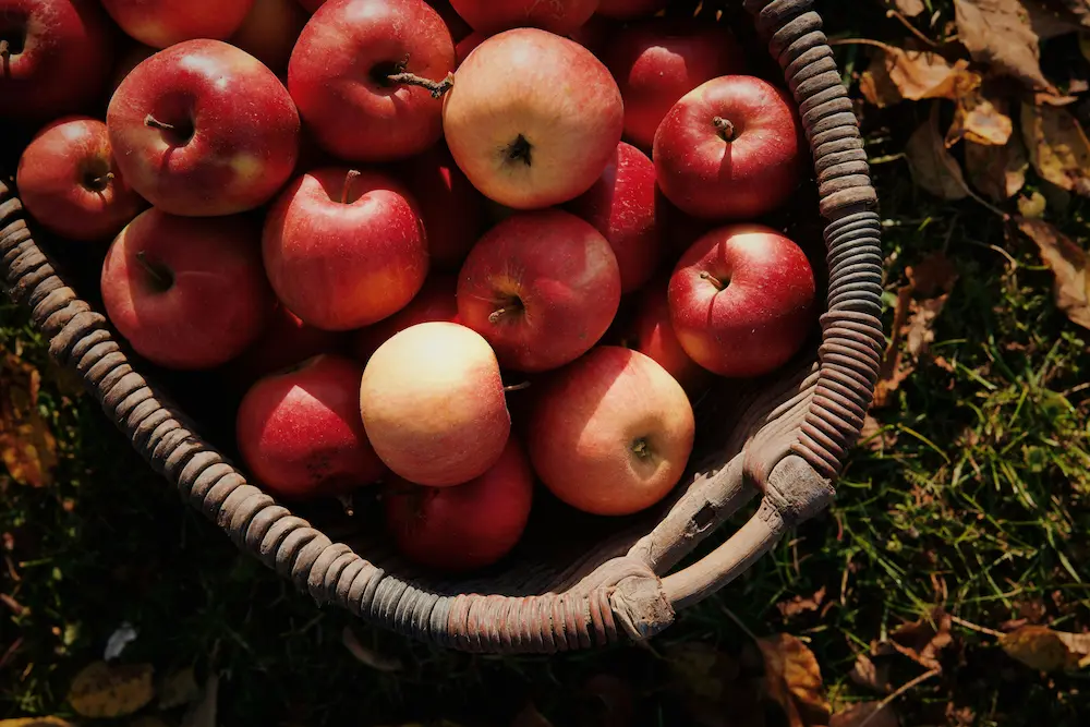 Un panier de pommes rouge